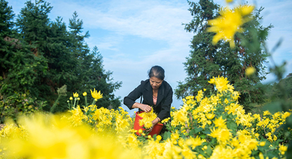 湖南涟源:金丝皇菊喜丰收