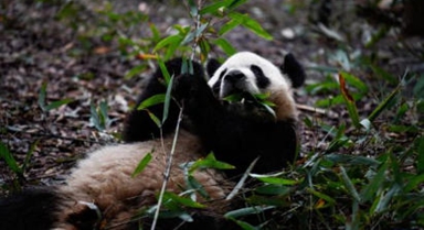 探访大熊猫基地