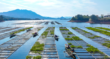 浙江淳安：湖上菜园“整地”忙