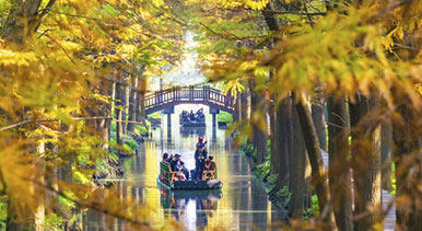 江苏兴化：湿地公园冬景如画