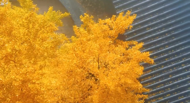 重庆千年银杏美成壁纸