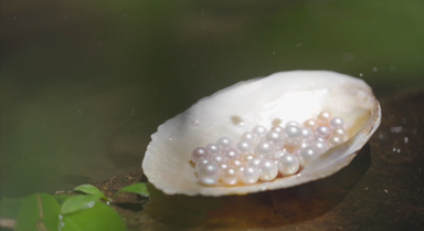 一颗珍珠是怎样“种”出来的?