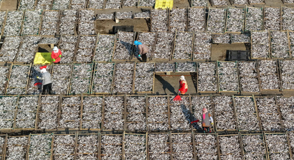 山东日照：沿海开启“晒鲜”模式