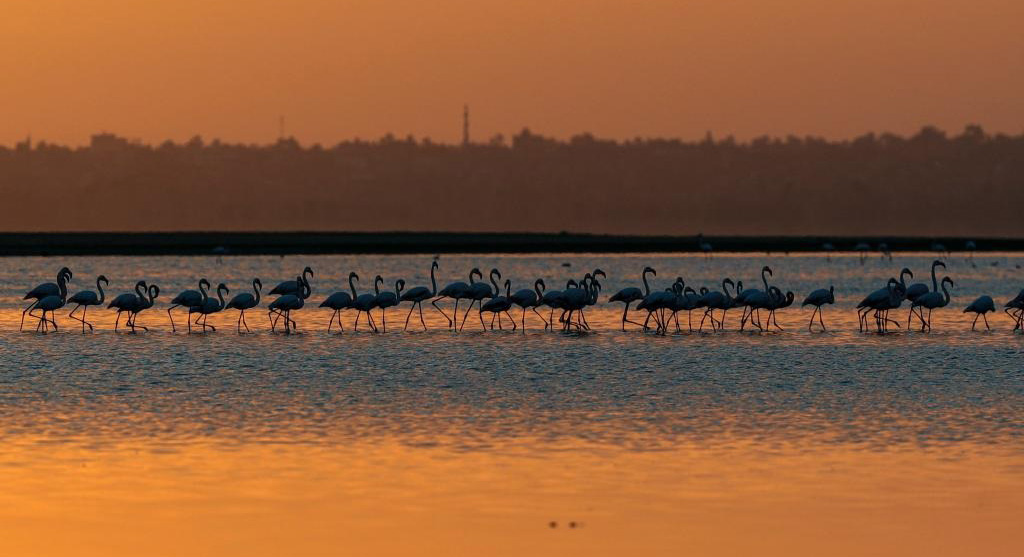埃及:火烈鸟越冬加龙湖