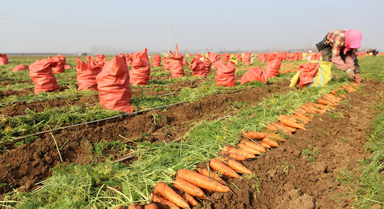 河南鄢陵:胡萝卜喜丰收