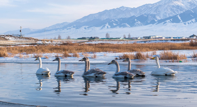 新疆巴里坤:天鹅游弋