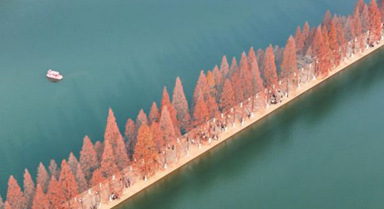 长沙:水杉披红引客来