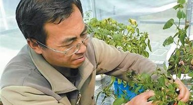 让高原农牧民一年四季吃上新鲜菜