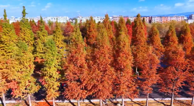 云南曲靖水杉林斑斓如画