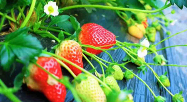 山东临沂：草莓映红乡村振兴路