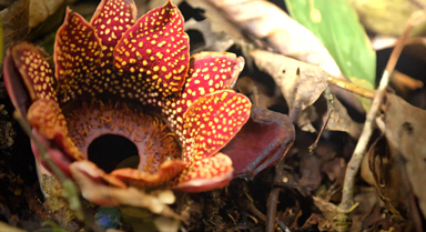 寄生花,别时容易见时难