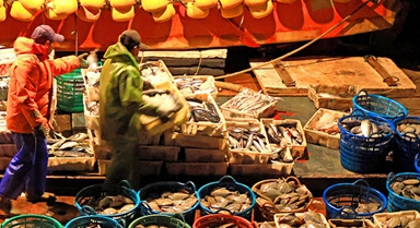 浙江玉环:渔获丰收