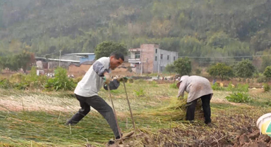 广西钟山:暖冬马蹄香 田间采收忙