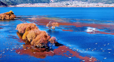 冬日丽江拉市海:湖畔浮光 鹤影共舞