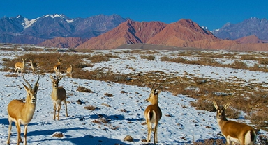 新疆温宿:戈壁滩上的鹅喉羚