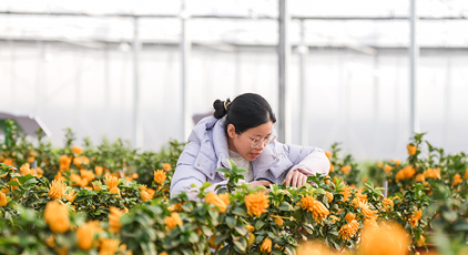 浙江金华：青年返乡 佛手飘香