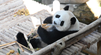 旅马大熊猫“辰星”“晓月”正式亮相