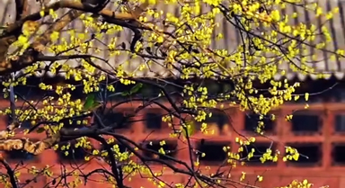 苏州园林蜡梅开放演绎中式美学