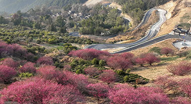 安徽歙县:梅花吐香引客来