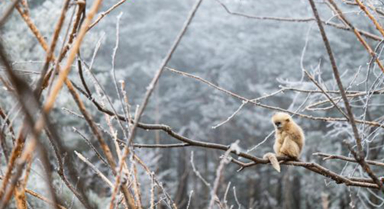 湖北神农架:雪中猴趣