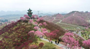 贵州梅园开园迎客