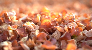 新春走基层丨小木耳大产业