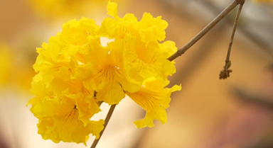 春日浪漫！黄花风铃木盛开正当时