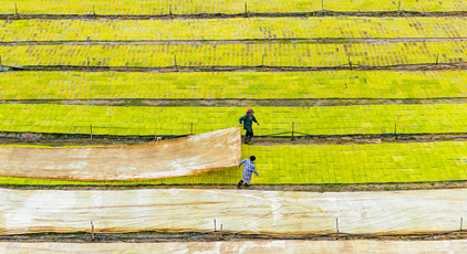 江西都昌：订单育秧助春耕