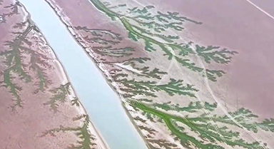 鄱阳湖现春日“大地之树”奇观