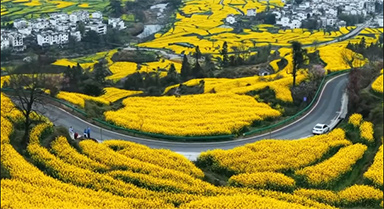 好美！江西婺源江岭油菜花开了