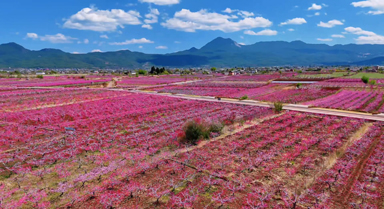 丽江拉市海桃花惊艳上线
