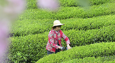 湖北秭归：春茶采摘忙