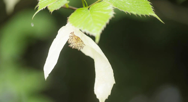 “植物活化石”珙桐在三峡坝区绽放