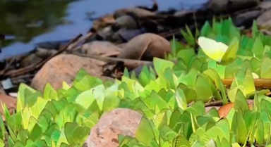 云南孟连迎蝴蝶大爆发