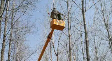 治理杨絮，有了“治本”的办法
