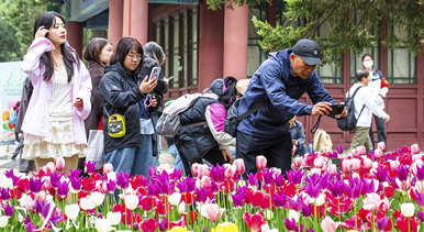 北京：中山公园郁金香盛开