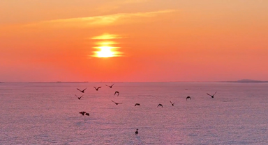 春季到兴凯湖来看鸟