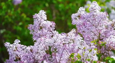 丁香花开 氤氲成温柔花海