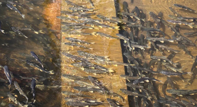 青海湖:万鱼竞渡 画面震撼