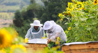 贵州黔西：种花养蜂助农增收